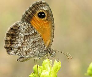 Some butterfly species particularly vulnerable to climate change