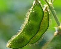 Simple Soybean Anything But - Genetically