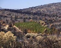 Green barriers of cypresses could reduce fire initiation risk