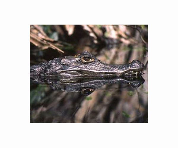 Brazil caimans fight to survive in polluted Rio waters
