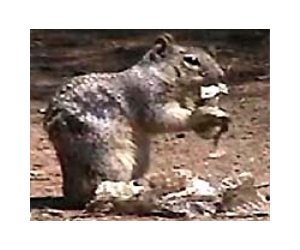 Tree-Dwelling Mammals Climb To A Longer Life