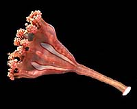 New Undersea Vent Suggests Snake-Headed Mythology