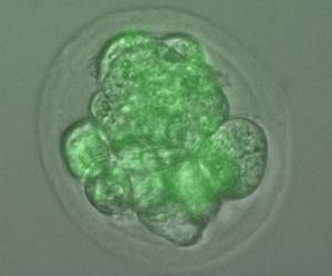Reprogrammed Stem Cells Hit A Roadblock