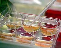 Analysis: Stem-Cell Findings Move Senators