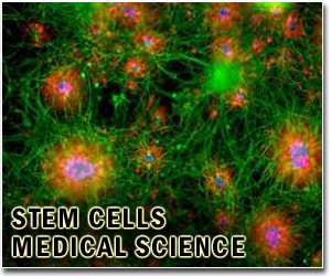Texas stem-cell plan comes under fire