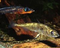 Humans speeding up evolution by causing extinction of 'younger' species