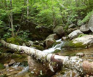 In forests, past disturbances obscure warming impacts