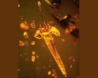 Flower identified by Rutgers plant biologist as new species