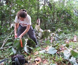 One tree's architecture reveals secrets of a forest