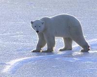 New research explores scent communication in polar bears