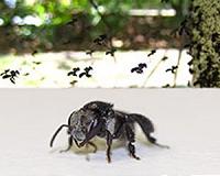 Brisbane Sugarbag bees launch all-conquering raids