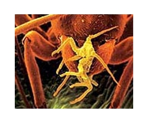 A New Weapon in the War Against Superbugs