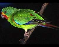 Nomadic population of swift parrots at risk of extinction, research shows