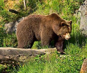 Switzerland and Italy growl over 'problem bears'