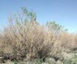 Scientists Study Control Of Invasive Tree In Western US