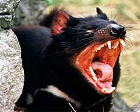 Australia's Tasmanian devil declared endangered