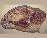 New Mexico dig unearths new ankylosaur dino species