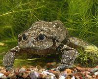 Amphibians don't lose memories during hibernation