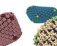 Study finds promise toward treating HIV and hep C