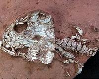 Ancient long-extinct amphibians discovered in Brazil