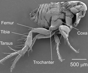 44-Year-Old Mystery Of How Fleas Jump Resolved