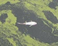 Million dead fish cause environmental stink in Australia