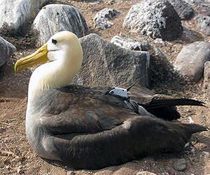 Powerful Animal Tracking System Helps Research Take Flight