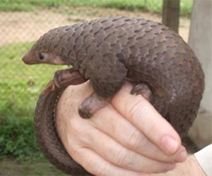 Over six tonnes of rare live pangolins found in Vietnam