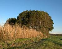 Discovery increases understanding of how plants and bacteria see light