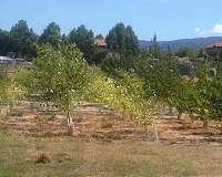 Probiotics help poplar trees clean up toxins in Superfund sites