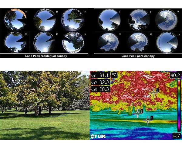 Trees and lawns beat the heat