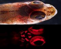 Blennies show scientists how fish leave water, adapt to land