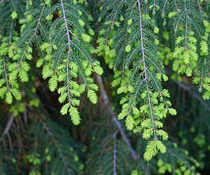 Loss of Eastern Hemlock Will Affect Forest Water Use