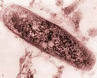 WHO warns more TB cases slipping through detection net