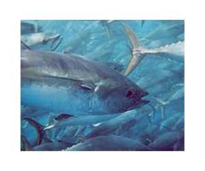 Tuna: if it's affordable, it's not bluefin