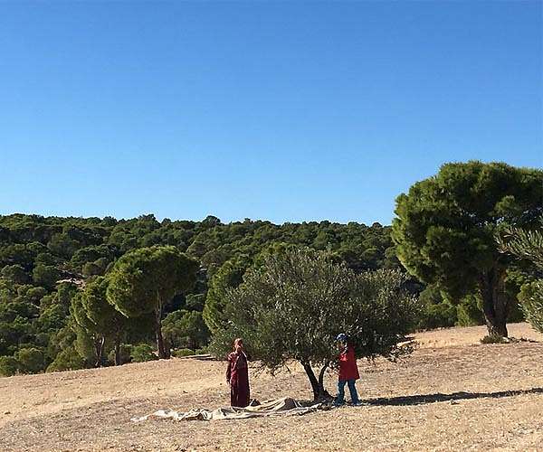 'Living dead': Tunisian villages suffer drought, climate change