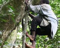 Paying farmers not to cut down trees in Uganda helps fight climate change