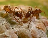 Ants adapt surprisingly quickly to rising city temperatures