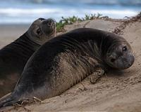 Molting elephant seals add mercury to coastal seawater