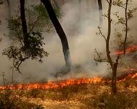 Thousands battle deadly forest fires in India