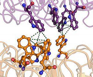 Ultraviolet protection molecule in plants yields its secrets