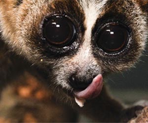 Three New Species of Venomous Primate Identified by MU Researcher