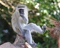 Pretoria Development Forces Out Vervet Monkeys