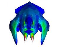 Madagascar: Fossil skull analysis offers clue to mammals' evolution