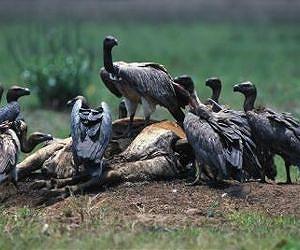 S.Asian vultures stable after near-extinction: study