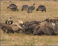 Unloved vultures fight for their survival in Pakistan