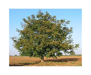 Walnut trees may not be able to withstand climate change