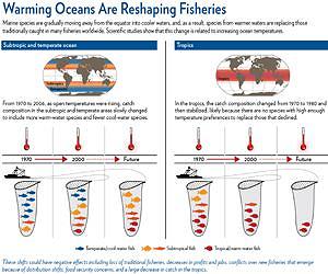 'Fish thermometer' reveals long-standing, global impact of climate change