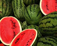 Researcher using melons to create ethanol