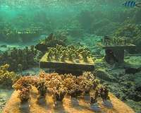 When coral species vanish, their absence can imperil surviving corals
